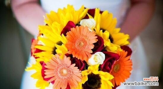 揭秘非洲菊的神奇之处 非洲菊的花语和寓意