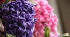 用粉色风信子传递爱与希望 粉色风信子的花语——爱与希望之花