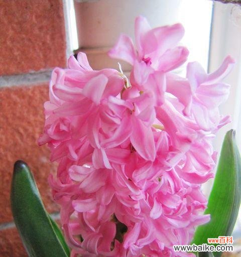 用粉色风信子传递爱与希望 粉色风信子的花语——爱与希望之花