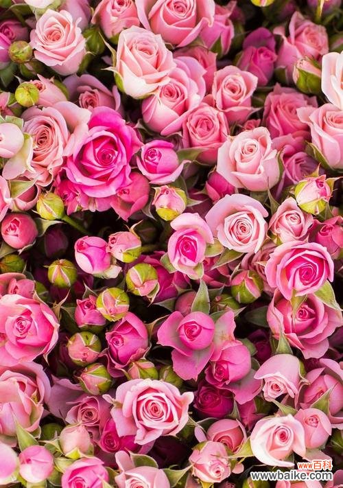 探寻粉红色玫瑰花的意义与特点 粉红色玫瑰花