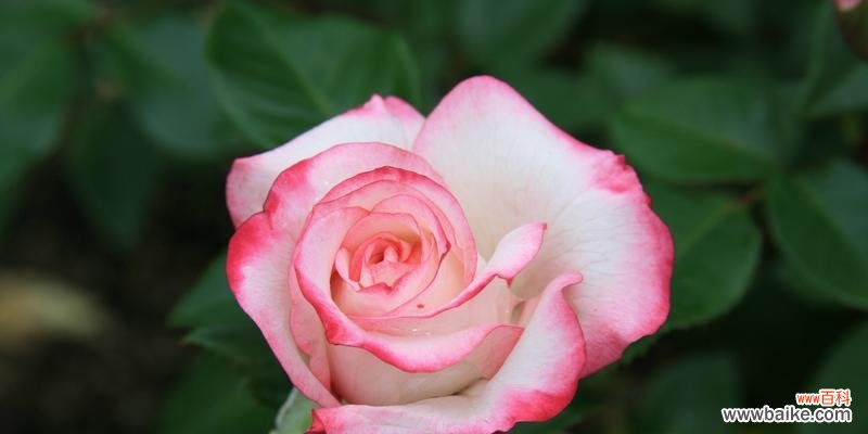 探寻粉红色玫瑰花的意义与特点 粉红色玫瑰花