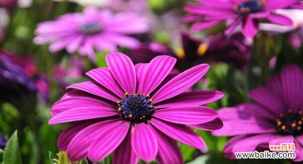 以不同颜色非洲菊传达的情感与寓意 非洲菊的花语