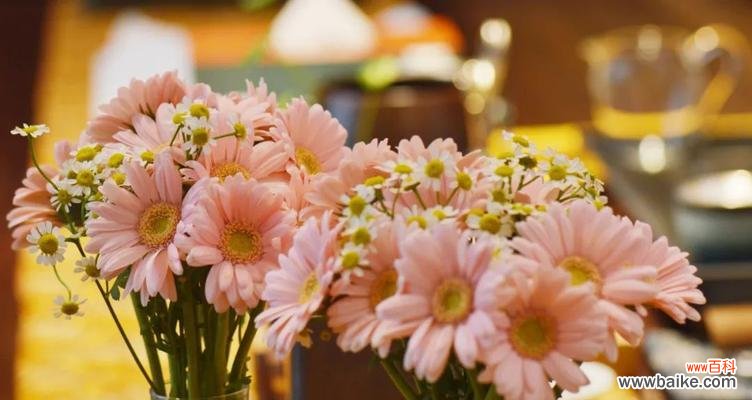 探索蓝色非洲菊花背后隐藏的花语和令人惊叹的美丽 蓝色非洲菊花的花语和美丽之谜