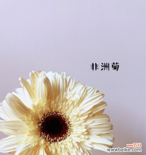 探索蓝色非洲菊花背后隐藏的花语和令人惊叹的美丽 蓝色非洲菊花的花语和美丽之谜