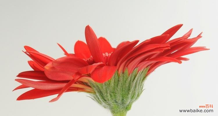 非洲菊的花语与象征 非洲菊之美