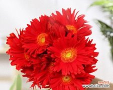 非洲菊的花语与象征 非洲菊之美