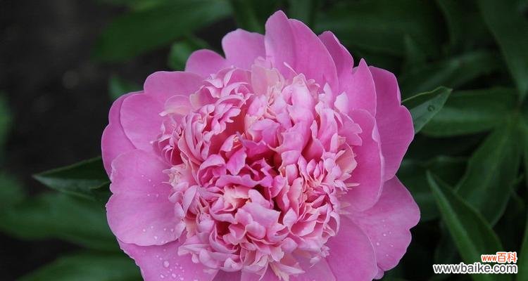 探索植物分株繁殖的方法与意义 分株繁殖