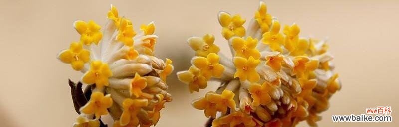 探索植物分株繁殖的方法与意义 分株繁殖