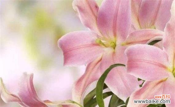 一朵盛开的纯洁之花 粉百合花的寓意与象征——纯洁与守护