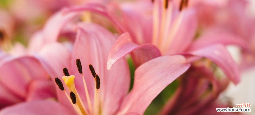 一朵盛开的纯洁之花 粉百合花的寓意与象征——纯洁与守护