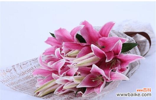 一朵盛开的纯洁之花 粉百合花的寓意与象征——纯洁与守护