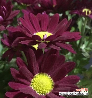 以非洲菊为主题的象征意义与文化传承 非洲菊