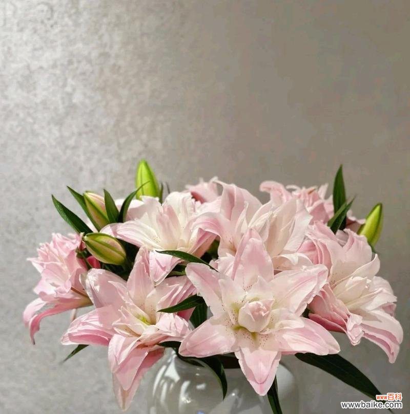 揭秘粉百合的花语与寓意 百合花