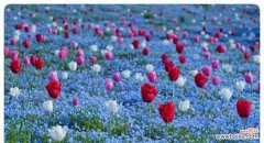 传承千年的花朵 粉蝶花