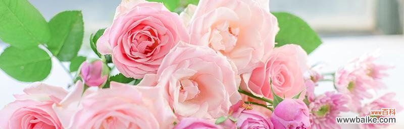 解读粉红玫瑰 粉红玫瑰的象征意义与美丽魅力