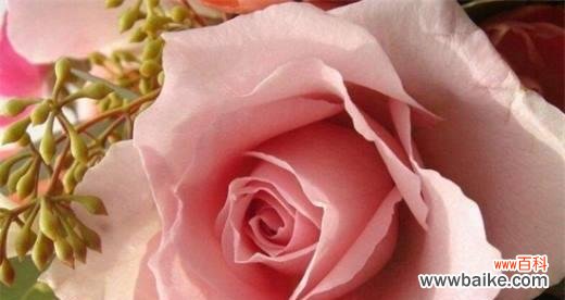 解读粉红玫瑰 粉红玫瑰的象征意义与美丽魅力