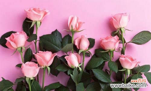 解读粉红玫瑰 粉红玫瑰的象征意义与美丽魅力