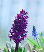 探寻风信子花朵的秘密 风信子的花语与含义