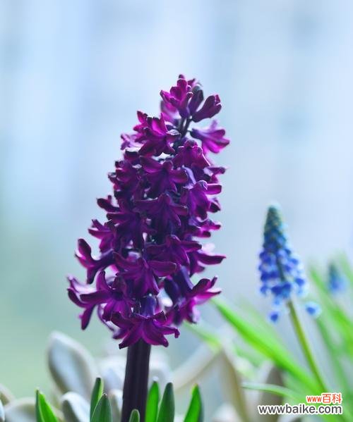 探寻风信子花朵的秘密 风信子的花语与含义