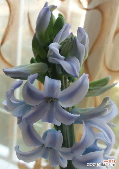 探寻风信子花朵的秘密 风信子的花语与含义