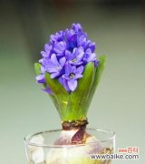 带给你新的开始和美好的未来 风信子的花语