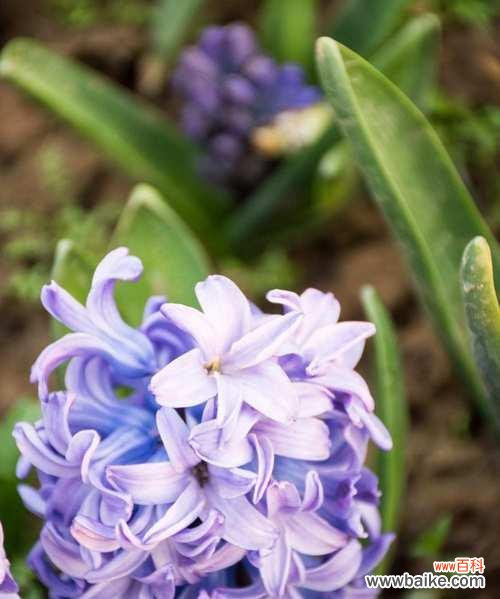 探寻风信子的含义和象征 风信子花语与寓意