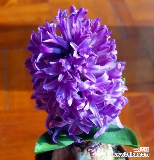 探寻风信子的美丽与神秘 风信子花语的含义与传承