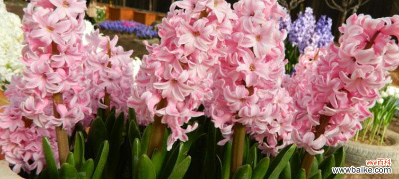 探寻风信子的美丽与神秘 风信子花语的含义与传承