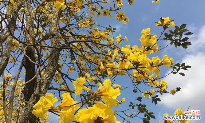 追寻自由与安宁 风铃子花语