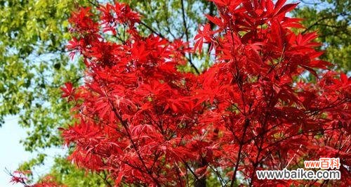 探寻枫叶的秘密 枫叶的花语与象征意义