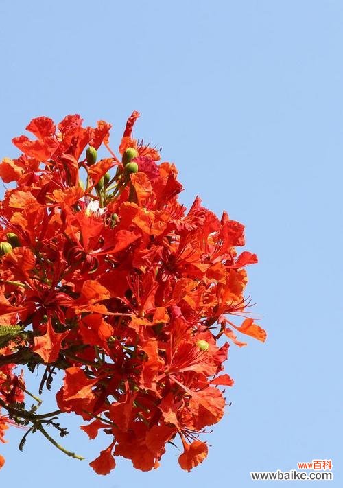 探寻枫叶的秘密 枫叶的花语与象征意义