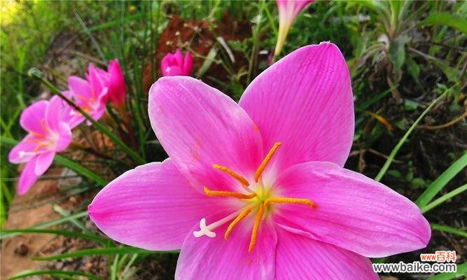 探索风雨兰的象征意义及其生命力 风雨兰的花语