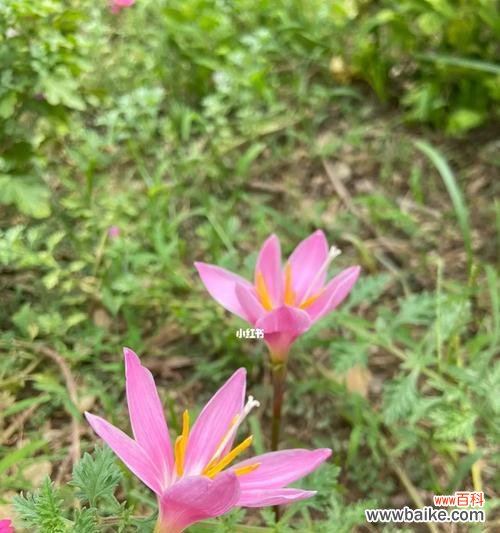 风雨兰的花语与寓意解读 风雨兰的花语与寓意——坚韧不拔的生命之花