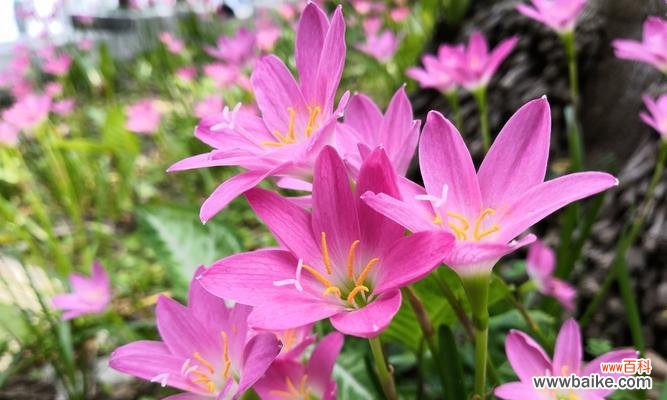 风雨花的花语与寓意及其在人们生活中的意义 风雨花