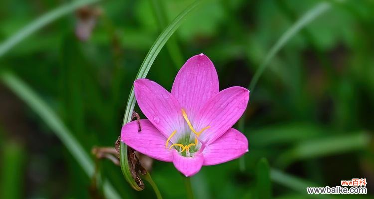 风雨花的花语与寓意及其在人们生活中的意义 风雨花