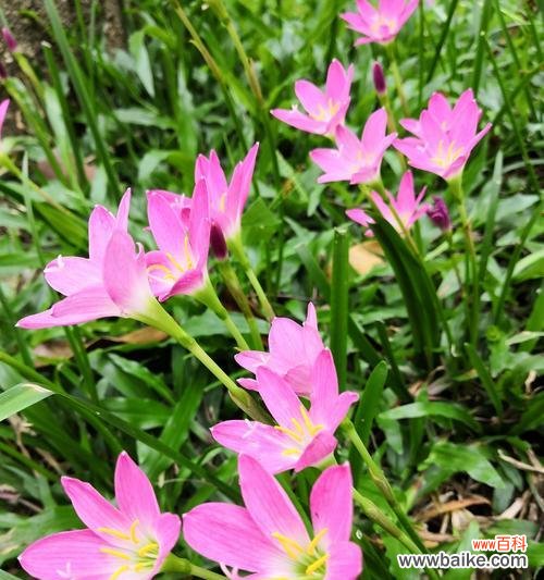 风雨花的花语与寓意及其在人们生活中的意义 风雨花