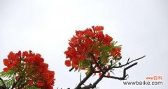 揭示凤凰树的寓意与风水之道 凤凰树