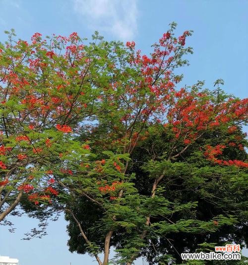 揭示凤凰树的寓意与风水之道 凤凰树