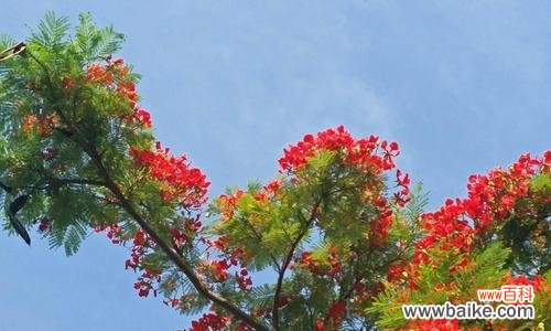 揭示凤凰树的寓意与风水之道 凤凰树