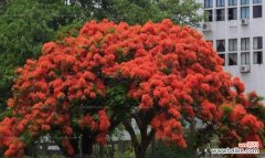 打造家居吉祥宝地的秘诀 凤凰木的风水寓意与摆放位置