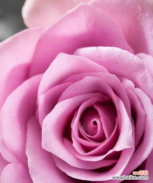 探寻玫瑰花海中的浪漫与温柔 粉红色玫瑰花的花语与寓意