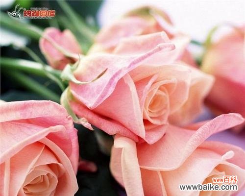 探究粉色玫瑰花在不同文化中的象征意义 粉色玫瑰花的意义