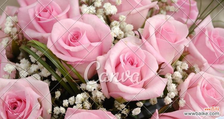 探究粉色玫瑰花在不同文化中的象征意义 粉色玫瑰花的意义