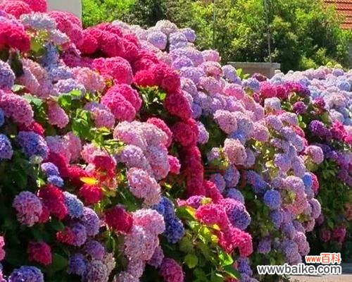 探寻绣球花的浪漫之美 粉红色绣球花