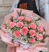 传递真挚情感的花朵 粉康乃馨的花语与美好寓意