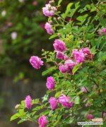 美丽绽放 粉蔷薇花语——爱情的象征