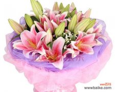 探索粉色百合的美丽 粉色百合花语和寓意