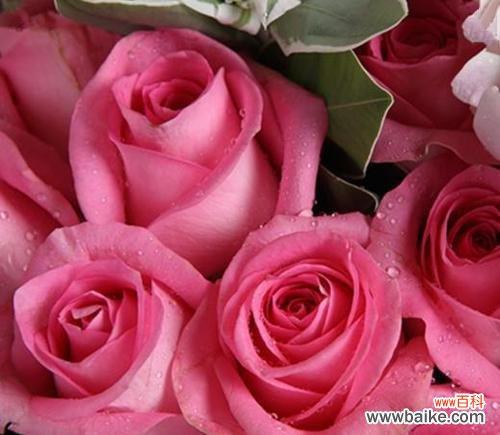 探寻粉色玫瑰花的浪漫与柔美 粉色玫瑰花的象征意义及传说故事