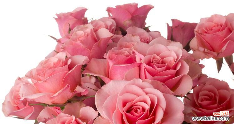 传递爱与温柔的花朵 粉色玫瑰花语