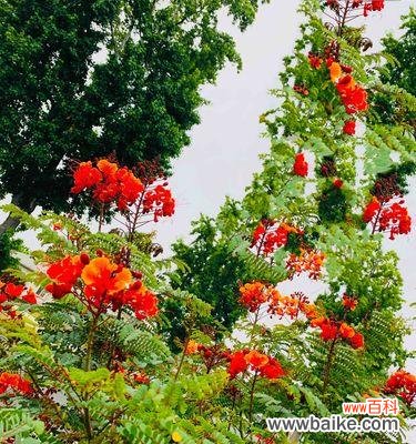 深入探索凤凰花的象征意义 凤凰花的花语及其意义